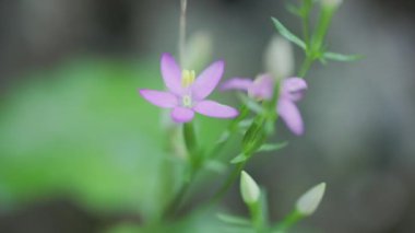 Centaurium eritraea 'nın güzel çiçekleri Avrupa' da yaygın olarak görülen centaury olarak da bilinir. Sarı anterli pembe yapraklar gelgitleri hazırlamak için kullanılır. 