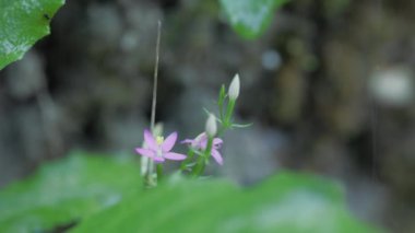 Centaurium eritraea 'nın güzel çiçekleri Avrupa' da yaygın olarak görülen centaury olarak da bilinir. Sarı anterli pembe yapraklar gelgitleri hazırlamak için kullanılır. 