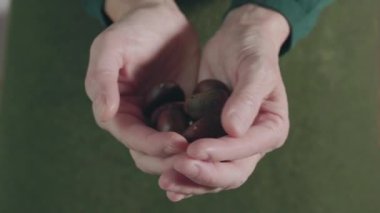 Kadın ellerinden tutulan yenilebilir kestaneler, pişmemiş sonbahar kestaneleri. 