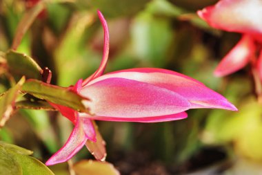 Schlumbergera 'nın kırmızı çiçeği sulu bitki, Noel kaktüsü veya Şükran Günü kaktüsü