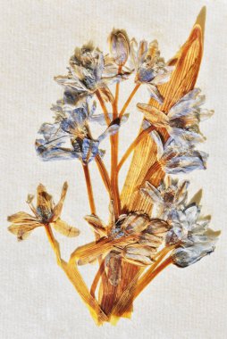 Beyaz arkaplandaki scilla 'nın kuru bitkisi, uzun ömürlü Squill çiçekli bitki örtüsü.