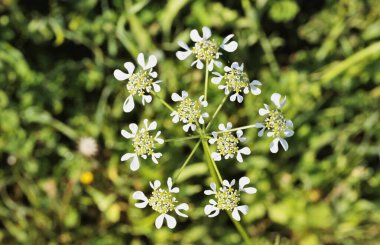 Tordylium apulum ya da Akdeniz serçesi çiçekleri, havuç familyasının atık arazide yetiştirilen yabani otlar olarak bilinen yıllık otlar. 
