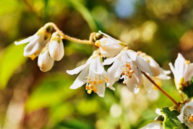 Deutzia Scabra 'nın beyaz çiçekleri, ortanca familyasının çiçek açan bitkileri.