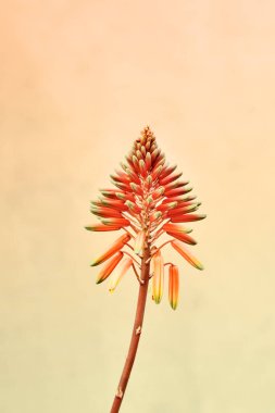 Aloe ağaçlarının portakal çiçeği - şamdan aloe ya da krantz aloe - Kış açan çiçek 