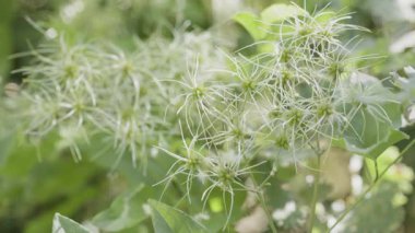 Clematis Vitalba 'nın güzel beyaz çiçekleri - gezgin sevinci ya da yaşlı adamın sakalı - istilacı bitki çalılarına tırmanıyor. 