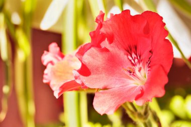 Sardunya kırmızı çiçekleri ya da çiçek açmış turna çiçekleri, balkon çiçekleri 