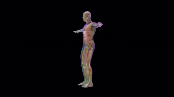具有神经系统的人体器官心脏解剖 图库视频片段
