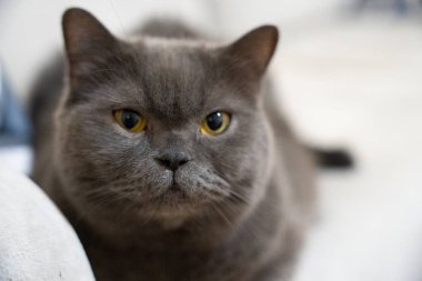 tapılası, sevimli, yalancı, memeli, güzel, soy ağacı, evcil hayvan, bitkiler, oyuncu, portre, güzel, safkan, mırr, rahatlama, dinlenme, dinlenme, kanepe, tatlı, bıyık, arama, kedi, kedi, kedi, kedi, kedi, kedi, kanepede, şirin, 