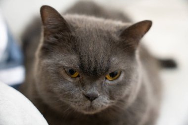 tapılası, sevimli, yalancı, memeli, güzel, soy ağacı, evcil hayvan, bitkiler, oyuncu, portre, güzel, safkan, mırr, rahatlama, dinlenme, dinlenme, kanepe, tatlı, bıyık, arama, kedi, kedi, kedi, kedi, kedi, kedi, kanepede, şirin, 