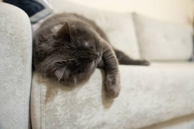 tapılası, sevimli, yalancı, memeli, güzel, soy ağacı, evcil hayvan, bitkiler, oyuncu, portre, güzel, safkan, mırr, rahatlama, dinlenme, dinlenme, kanepe, tatlı, bıyık, arama, kedi, kedi, kedi, kedi, kedi, kedi, kanepede, şirin, 