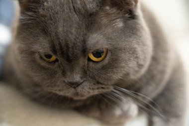 tapılası, sevimli, yalancı, memeli, güzel, soy ağacı, evcil hayvan, bitkiler, oyuncu, portre, güzel, safkan, mırr, rahatlama, dinlenme, dinlenme, kanepe, tatlı, bıyık, arama, kedi, kedi, kedi, kedi, kedi, kedi, kanepede, şirin, 