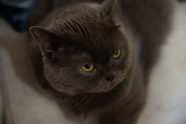 tapılası, sevimli, yalancı, memeli, güzel, soy ağacı, evcil hayvan, bitkiler, oyuncu, portre, güzel, safkan, mırr, rahatlama, dinlenme, dinlenme, kanepe, tatlı, bıyık, arama, kedi, kedi, kedi, kedi, kedi, kedi, kanepede, şirin, 