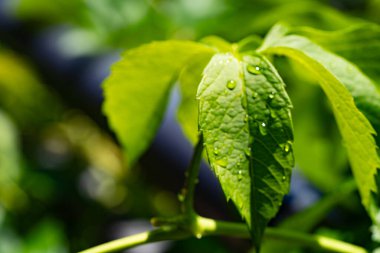 Çok güzel görünümlü ve renkli bir çiçek, açık havada çekilmiş.