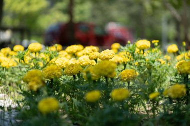 Çok güzel görünümlü ve renkli bir çiçek, açık havada çekilmiş.