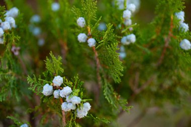 Çok güzel görünümlü ve renkli bir çiçek, açık havada çekilmiş.