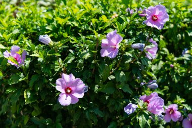 Çok güzel görünümlü ve renkli bir çiçek, açık havada çekilmiş.