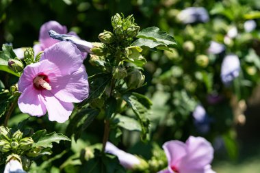 Çok güzel görünümlü ve renkli bir çiçek, açık havada çekilmiş.