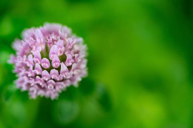 Çok güzel görünümlü ve renkli bir çiçek, açık havada çekilmiş.