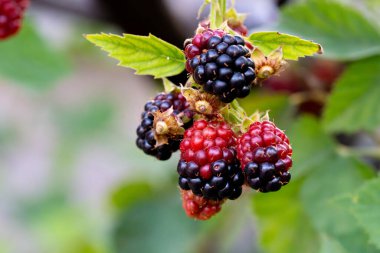 Kırmızı ve mor renkli, çok lezzetli ve daldan sarkan doğal siyah dutlar.