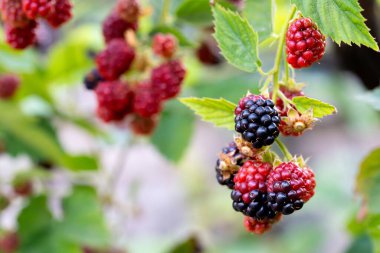 Kırmızı ve mor renkli, çok lezzetli ve daldan sarkan doğal siyah dutlar.