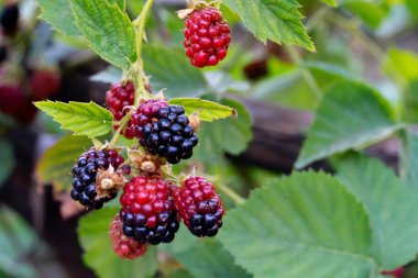 Kırmızı ve mor renkli, çok lezzetli ve daldan sarkan doğal siyah dutlar.