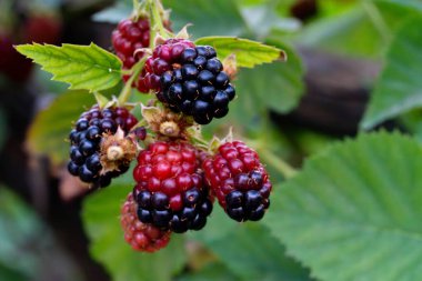 Kırmızı ve mor renkli, çok lezzetli ve daldan sarkan doğal siyah dutlar.