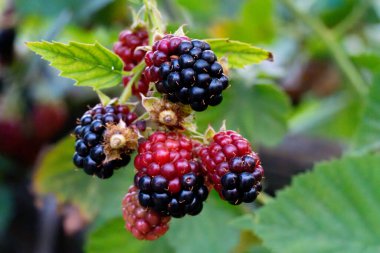 Kırmızı ve mor renkli, çok lezzetli ve daldan sarkan doğal siyah dutlar.