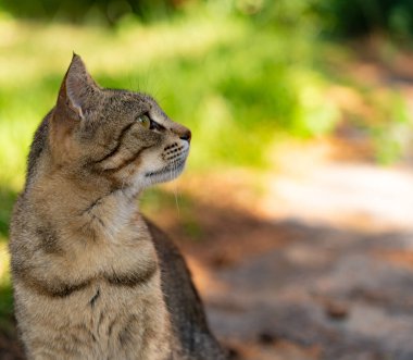 Şirin tekir kedi bahçede oynuyor. Seçici odak.