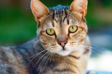 Şirin tekir kedi bahçede oynuyor. Seçici odak.