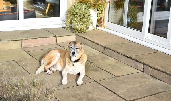 Old dog is enjoying sun in the garden.