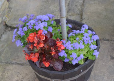  Tahta tencerede parlak çiçekler.