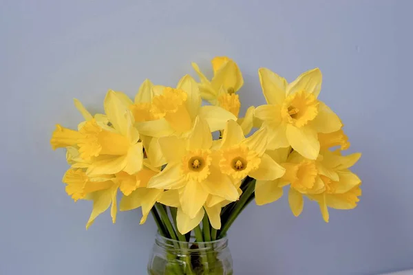 Daffodil Bouquet Blue Background — Stock Photo, Image