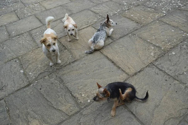 Quattro Simpatici Cani Giardino — Foto Stock