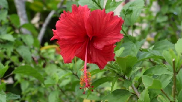 Červený Ibišek Květ Kvete Zahradě Zpomalený Pohyb — Stock video