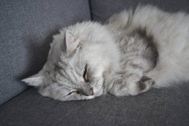 Uzun kürklü şirin kedi. Yaklaş..