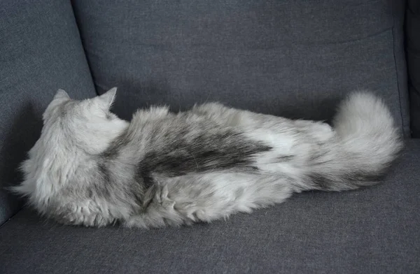 Gato Bonito Com Pele Longa Close — Fotografia de Stock