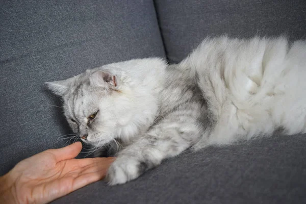 Underbar Fluffig Katt Med Gröna Ögon Och Kvinnlig Hand — Stockfoto