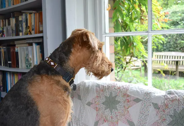 Dog at home, Airedale terrier.