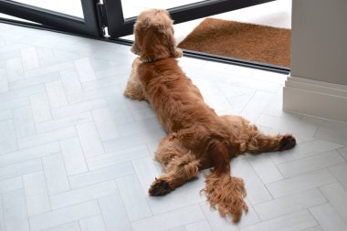 Güneşli odada Spaniel köpeği.