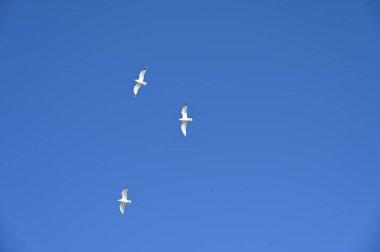 Seagulls in blue sky by the sea. clipart