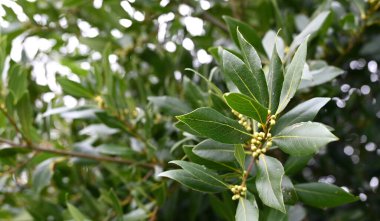 Bahçede doğal defne yaprağı ağacı büyüyor..
