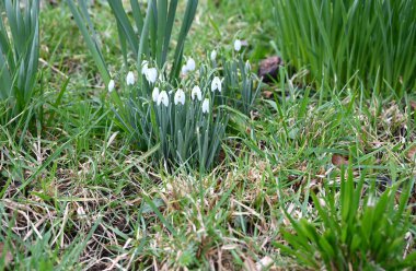 Bahçedeki ilk bahar çiçekleri insan eliyle.