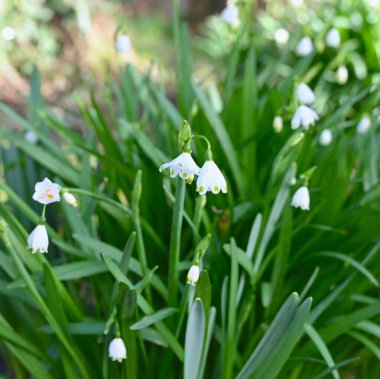 Bahar bahçesindeki ilk çiçekler.