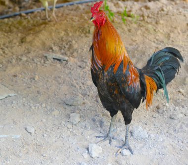 Renkli tüyleriyle ayakta duran horoz.
