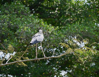 Parktaki ağaçta siyah beyaz tüylü balıkçıl.