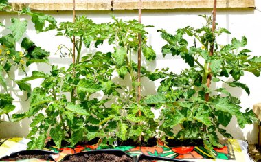 Bahçedeki gübrelerde domates yetiştirir..