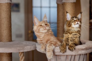 Çizgili iki sevimli Maine Rakunu 'nun portresi Oyun standında kırmızı ve gri uzanır