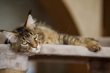 Portrait of a cute gray tabby Maine Coon kitten lying on a play stand