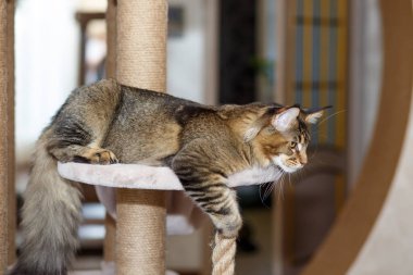 Portrait of a cute gray tabby Maine Coon kitten lying on a play stand