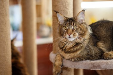 Portrait of a cute gray tabby Maine Coon kitten lying on a play stand